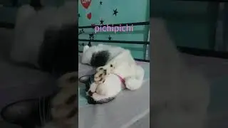 My sleep buddy..rescued cat😁