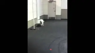 Actual bomb sniffing dogs