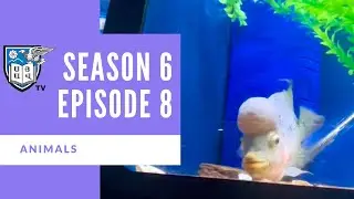 SHTV - Season 6 Episode 8