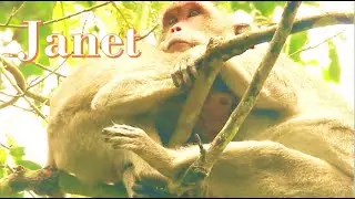 Janet Monkey Never Give Up Milk . Janet Is trying to Fight Janna because Of Milk