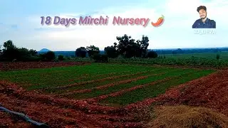 18 Days Mirchi  Nursery 🌶️