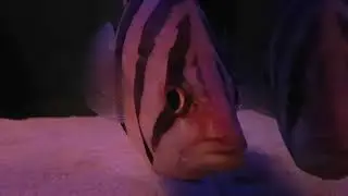 Datnioides microlepis, Indonesian tiger fish