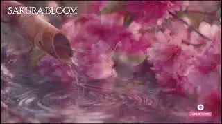 🔴 桜の調べ – 日本庭園の水音と風鈴の癒し | 心を落ち着ける音楽👉 Zen garden + wind chimes vibes.