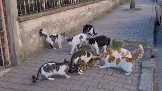 8 Male cats want to Mate with a Female Cat at the same time.