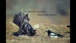 Под крылом сорочьим