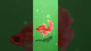 magic fish green screen video effect.
