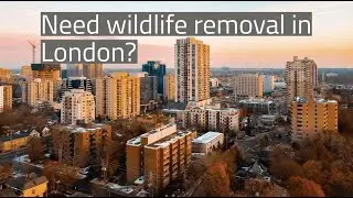 Wildlife Removal London
