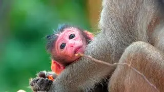 Tender Mother Nanda Welcomes Tiny Baby Monkey in a Sweet, Heartfelt Moment of Pure Love