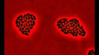 Glucose to cellobiose