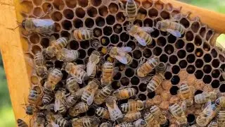 Symptombild - Hungernde Bienen