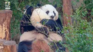 你的信用，连充电宝都扫不了！