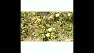 #fresh #tomatoes #short