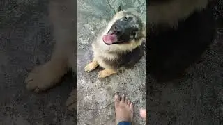 Playing with Rani & Rubi #German Shepherd #Rottweiler #Sohel Shaikh Vlogs #Shorts