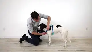 How To Fit and Adjust the Ruffwear Hi & Light Dog Harness