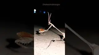 beautiful mantis & scary music   #mantis #mantisshort #scary #scaryshorts #insects #trendingshorts