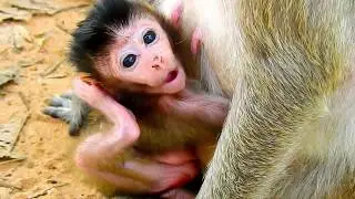 CUTE BABY JILLA LOOKS SO STRESSFUL, Baby Jilla want to walk freedom