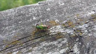 Grasshopper? at Lytle's Landing.