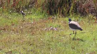 Masked lapwing and chick