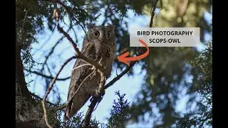 Eurasian scops-owl - &Gamma;&kappa;&iota;ώ&nu;&eta;&sigmaf; (Otus scops) //BIRD PHOTOGRAPHY