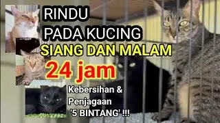 RINDU PADA KUCING 24 JAM SIANG KE MALAM | Moga Sehat Semua dan Hepi ♡| Bantu SUBSCRIBE ya ♡