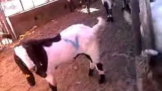doha qatar Goat and sheep market Bakra manddi