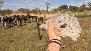 Tilápia bruta no Marinheiro. Quando menos se espera, gruda no anzol e adrenalina dispara.