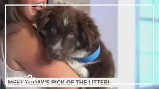 Pick of the Litter: Meet Snickers, a two-month-old Australian Shepherd
