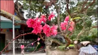 T&igrave;m Về - Nhạc Phim Cha t&ocirc;i - Người ở lại .Hương Ly