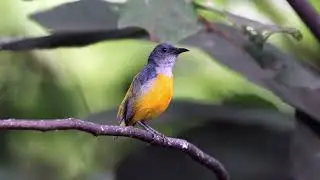 Orange-Bellied Flowerpecker (Dicaeum trigonostigma)