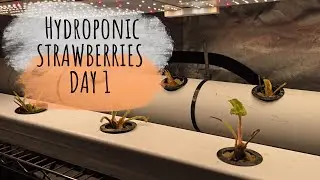 Hydroponic Strawberries. A new hydroponic strawberry NFT system. Already surprised 24 hours in.