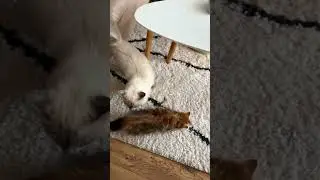 Ragdoll and Siberian cats meet for the first time!