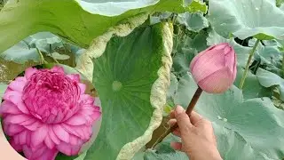 Bọ Trĩ Hại Tr&ecirc;n C&acirc;y Hoa Sen V&agrave; C&aacute;ch Ph&ograve;ng Trị