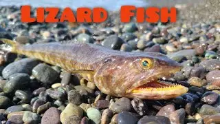 Lizard Fish Catch & Cook