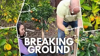EXPANDING Our Backyard Citrus Grove