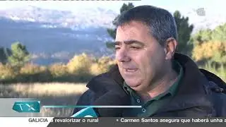 Once cans de caza morren envelenados en Allariz   Noticias de Galicia   CRTVG