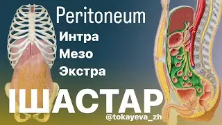 Ішастар Peritoneum 1 бөлім