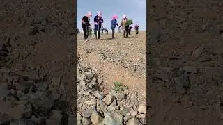 Farmers growing watermelons in arid rocky soil.