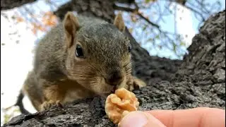 A Squirrels reactions in slow motion to hand feeding