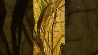 Nature textures beautiful yellow leaf pattern #shorts
