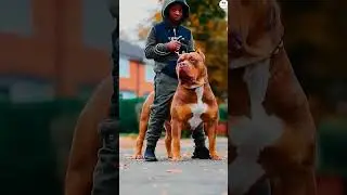 Dogo Argentino vs Rottweiler vs Pitbull vs Kangal Bite force comparison #shorts #viral #ytshorts