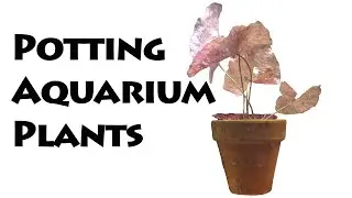 How to save money growing aquarium plants