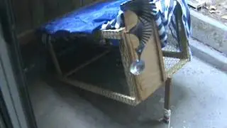 New trap  Will this catch last cat standing