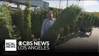 Free Christmas tree giveaway at Active Recycling in South LA