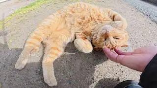 Кот с усами громко жалуется на кота со сложенными ушами.
