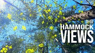 🕊 Birds EYE view of the Forest Canopy for Relaxation Views and Sounds  |  1hr