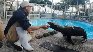 〇はじめてのオットセイ〇