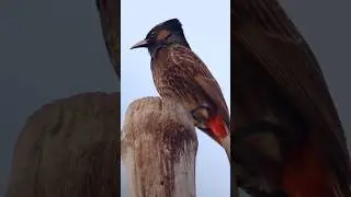Red Vented Bird Closeup Video #shorts #wildlife ##closeup @WildlifeTrap8988