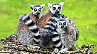 In mythology, the word lemur called ghosts | Lemurs sounds