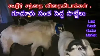கூடூர் சந்தை விதைகிடாக்கள். గూడూరు సంత వితనపు పొట్టేలు.gudur market breeding male.#gudur #sheep