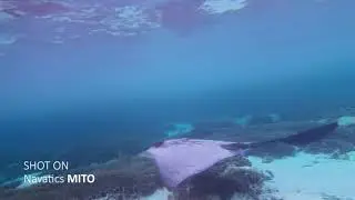 Using underwater drone MITO in SGBR, and a cowtail ray was spotted